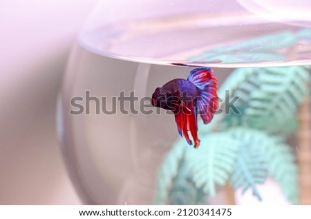 fish cockerel  in the aquarium  
