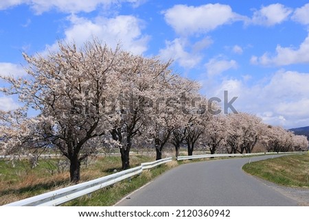 Sakura scenery in the Tohoku region of Japan, a row of cherry blossom trees, along the road in Kojima, Toyomamachi, Tome City, Miyagi Prefecture Royalty-Free Stock Photo #2120360942