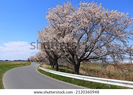 Sakura scenery in the Tohoku region of Japan, a row of cherry blossom trees, along the road in Kojima, Toyomamachi, Tome City, Miyagi Prefecture Royalty-Free Stock Photo #2120360948