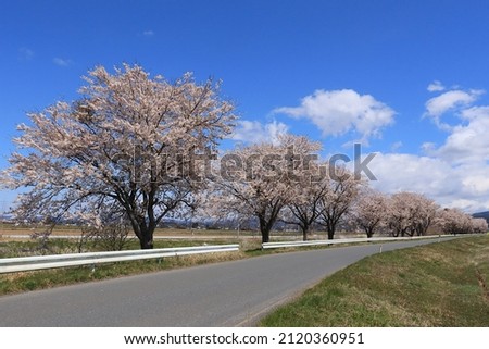 Sakura scenery in the Tohoku region of Japan, a row of cherry blossom trees, along the road in Kojima, Toyomamachi, Tome City, Miyagi Prefecture Royalty-Free Stock Photo #2120360951