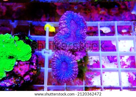 Lobophyllia sp. -  Large polyps stony coral in reef aquarium tank Royalty-Free Stock Photo #2120362472