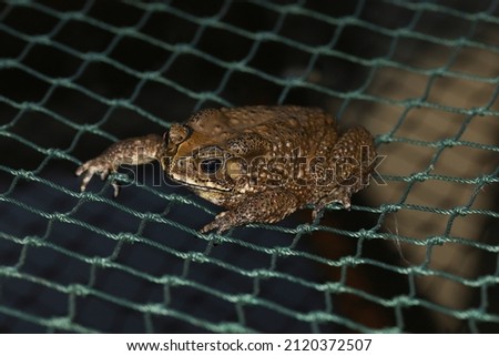 Close up toad on green net