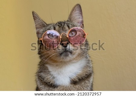 Curious little mottled cat with light pink glasses