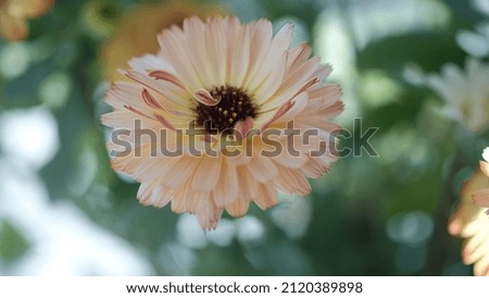 Bicolor orange calendula flower, gardening