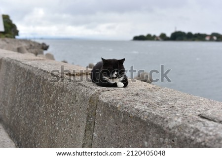 The black isolated cat with a white muzzle, chest, and paws sleeps on the warm granite block with a gray sky and sea in the background. Keep calm.