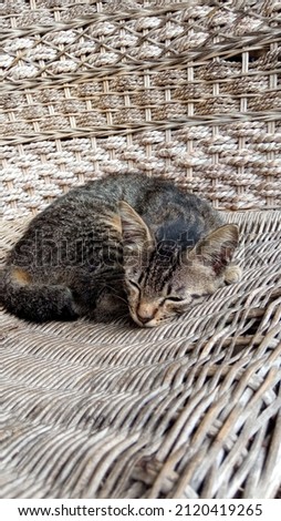 black cat is sleeping on the chair handcraft, pattern of background
