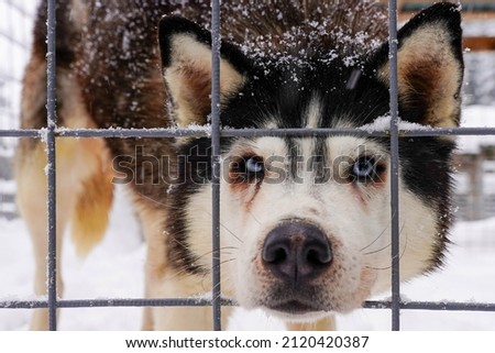 a homeless husky dog behind bars looks with huge sad eyes with the hope of finding a home and an owner.