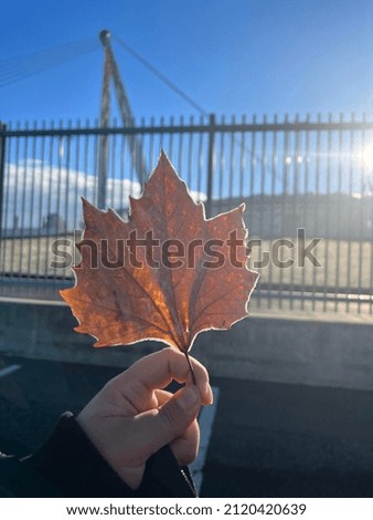 Picture of a frozen leaf in winter