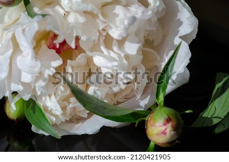 The peony or Paeony is a flowering plant in the genus Paeonia, the only genus in the Paeoniaceae family. Ancient Chinese texts mention that the peony was used to flavor food. Royalty-Free Stock Photo #2120421905