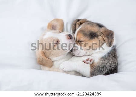 Two cute Beagle puppies sleep  together under a white blanket on a bed at home. Top down view Royalty-Free Stock Photo #2120424389