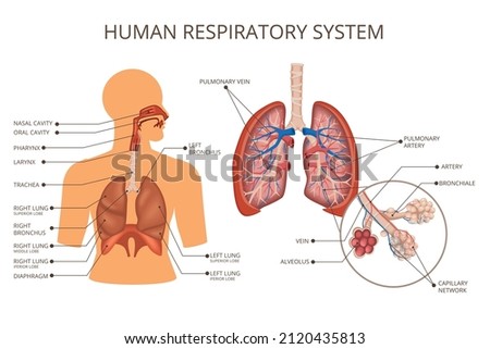 Human body organ systems colored composition with human respiratory system descriptions location of the lungs in the human body and the anatomy of the lungs vector illustration Royalty-Free Stock Photo #2120435813