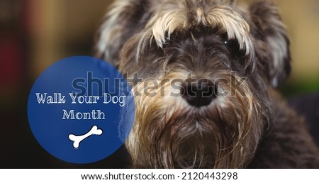 Walk your dog month text with bone illustration on cute hairy schnauzer. digital composite, pets and message.