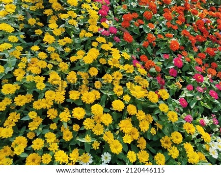 colorful flowers and nature background