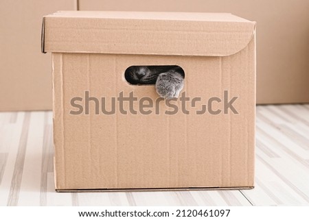 The cat stuck his paw out of a cardboard box and peeking through a hole. Funny grey cat looking curious out of a hole in a cardboard box. 