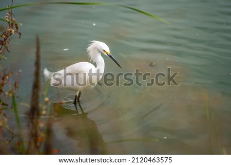 Snowy egret (Egretta thula) stands in the lake. 