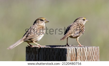 Golden-crowned Sparrows perched on fence pole and looking at camera. Santa Clara County, California, USA.