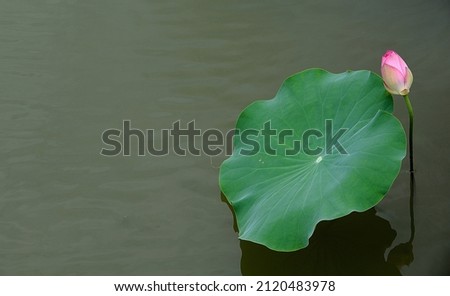 Lotus Picture, Hong Kong Natural Scenery