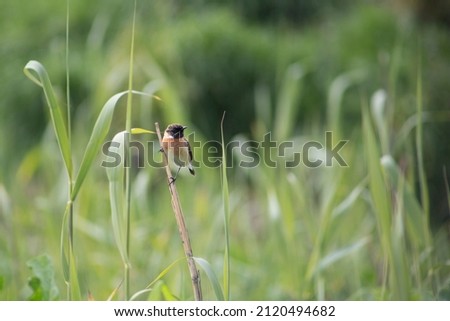 little bird in the grass