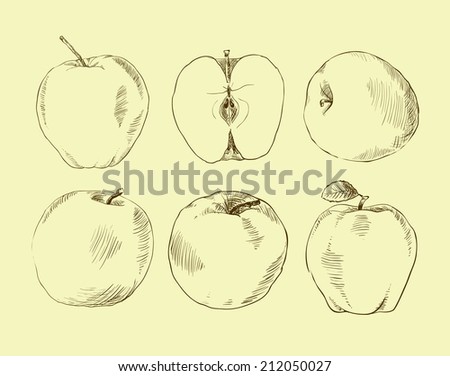 Collection of highly detailed hand drawn apples.