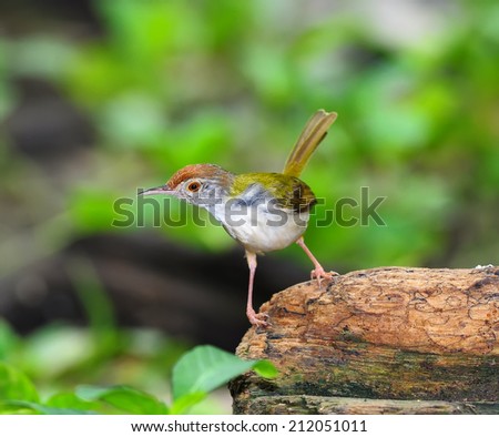 Bird Common Tailorbird (Orthotomus sutorius) On timber
