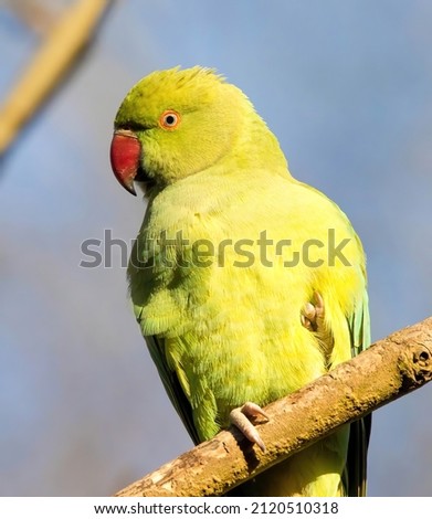 Rose-ringed parakeet sitting in a tree