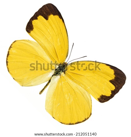 Beautiful Colorful Butterfly isolated on white background