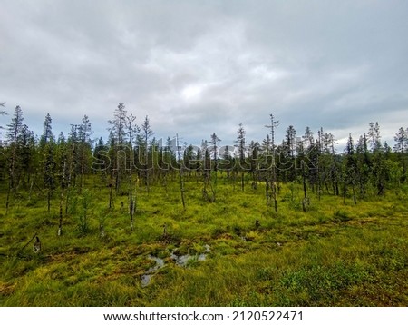 trees in the forest sky and clouds, beautiful photo digital picture , picture taken in Sweden, Europe , Digital created image Picture
