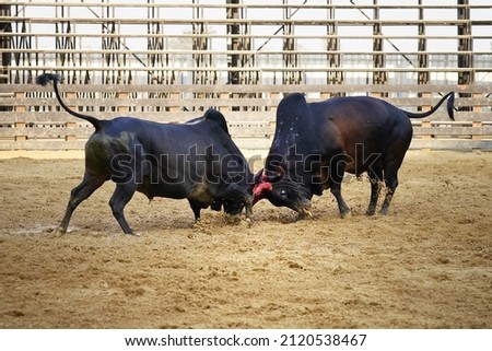 The Bullfight two adult black male bulls battled their strength to find the strongest body to inherit the race. Royalty-Free Stock Photo #2120538467