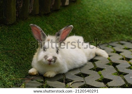 Grey white bunny or rabbit eating carrots in the garden.