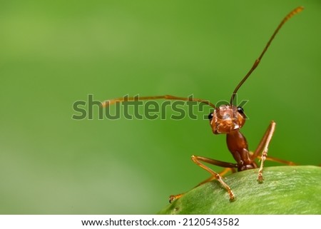 red ant in the nature.  Royalty-Free Stock Photo #2120543582