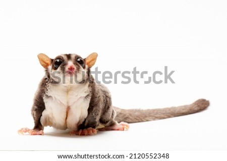A sugar glider and black background  Royalty-Free Stock Photo #2120552348
