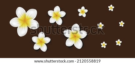 Vector illustration of beautiful  Frangipani flowers or Plumeria Rubra flowers isolated on brown background. used as spa element, floral wallpaper, poster, print, postcards and stickers. Royalty-Free Stock Photo #2120558819