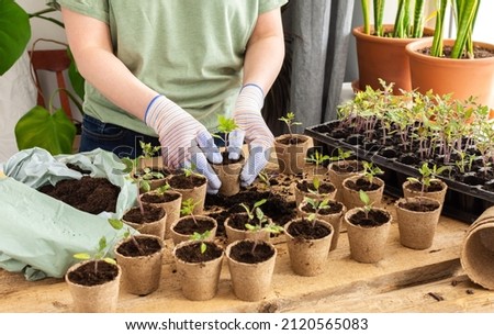 Young green seedlings of tomato in a special plastic form on a wooden background , woman gardener transplanting seedlings, pricking out in eco friendly pots Royalty-Free Stock Photo #2120565083