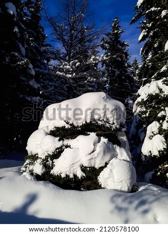 Thick layer of snow on trees and surroundings in winter after a snowfall on a bright sunny day with blue sky in background. Winter fairy tale. Heavy snow on big trees