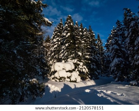 Thick layer of snow on trees and surroundings in winter after a snowfall on a bright sunny day with blue sky in background. Winter fairy tale. Heavy snow on big trees