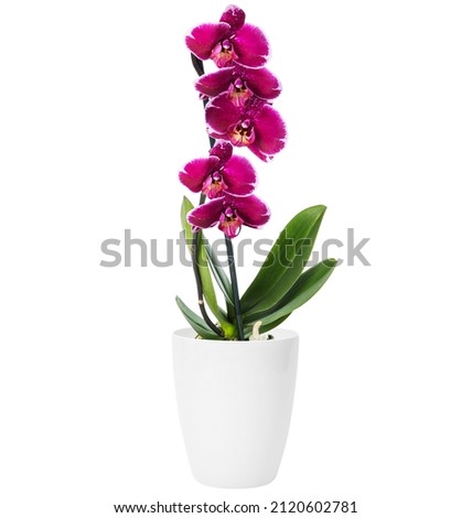Purple orchid in the white flowerpot isolated on white background. House plant. Home indoor plant Royalty-Free Stock Photo #2120602781