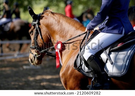 Unknown competitor ride on a sport horse on equitation event at summertime outdoors. Show jumper horse wearing colorful award ribbon. Equestrian sports Royalty-Free Stock Photo #2120609282