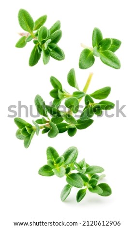 Thyme isolated. Thyme herb on white background. Fresh thyme plant collection is flying. Royalty-Free Stock Photo #2120612906
