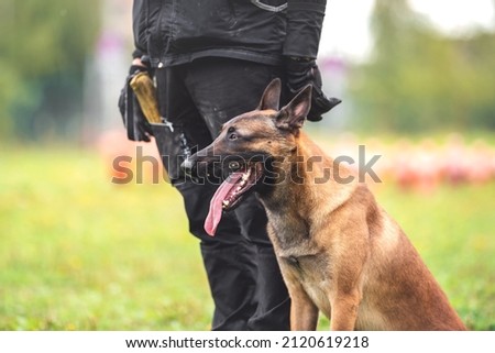 belgian shepherd malinois mondioring dog training k9 Royalty-Free Stock Photo #2120619218