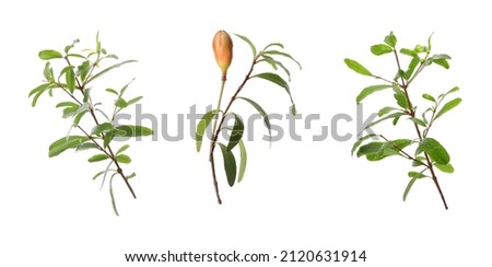Pomegranate branches with green leaves and bud on white background, collage. Banner design