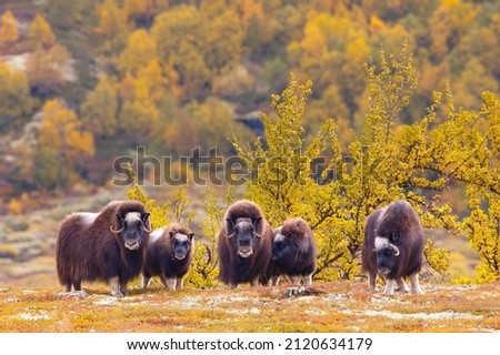 Musk Ox Safari - Dovrefjell National Park Royalty-Free Stock Photo #2120634179
