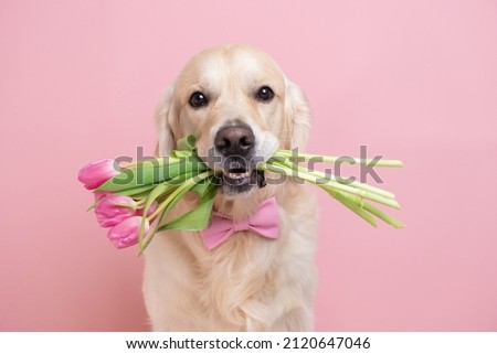 Dog holding a bouquet of tulips in his teeth on a pink background. Spring card for Valentine's Day, Women's Day, Birthday, Wedding Royalty-Free Stock Photo #2120647046
