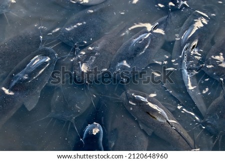 Group of Sharptooth Catfish in South Africa Royalty-Free Stock Photo #2120648960