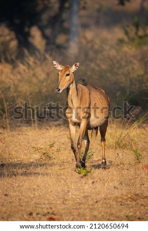 Nilgai an biggest antelope portrait Royalty-Free Stock Photo #2120650694