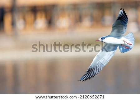 White seagull in flight over the waters of the pond. urban birds. Waterfowl with open wings