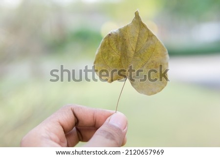 heart shape of leaf in hand.