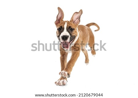 Cute, playful pet. Studio shot of American Staffordshire Terrier running isolated over white background. Concept of motion, beauty, vet, breed, action, pets love, animal life. Copy space for ad. Royalty-Free Stock Photo #2120679044