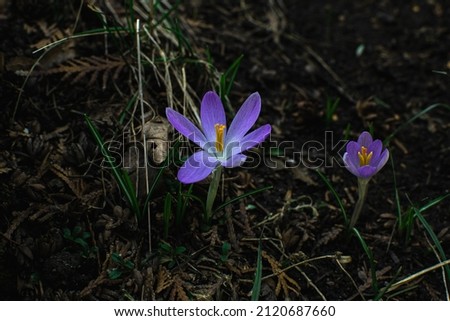 Blue crocus in light violet color growing in shadow place