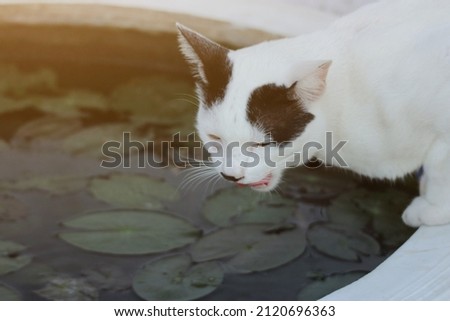 Top view, a black and white Thai cat is bent down to drink water in a lotus basin.