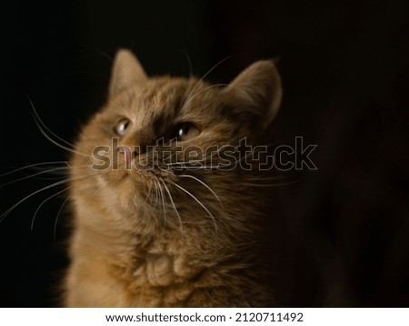 Tabby ginger cat, Head short, cat of green eyes portrait on dark background, cute funny orange ginger tabby cat, fluffy, cat closeup portrait looking up